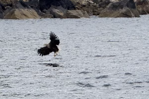 Sky Eagle (aka White Tailed Eagle) swoops and takes the bait
